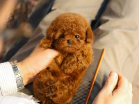 Güzeller güzeli show yapıdaki özel toy poodle meleklerim