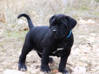 fcı-kıf şecereli safkan cane corso yavrular