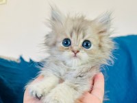 Şecereli Golden British Longhair Yavrular