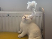 British shorthair kedisi