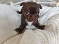 Renk renk chihuahua bebekler