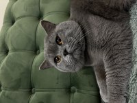 Erkek British Shorthair