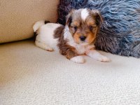 Petmode köpek çiftliğinden show kalite morkie yavrular