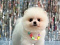 Pomeranian kızımıza güzel bir yuva arıyoruz