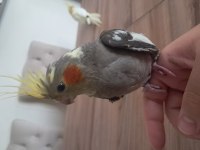 YAVRU SULTAN PAPAĞANI BEBEK