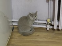 British shorthair kedim
