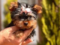 Irk garantili 3.5 aylık yorkshire terrier yavrumuz