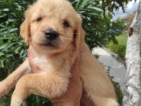 Golden retriever uygun ve güzel