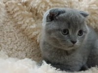 Orjinal scottish fold top kafa erkek yavru