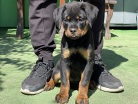Şampiyon Rottweiler Yavruları