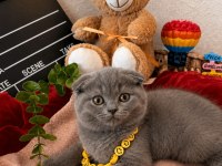 AY BRİTİSH SHORTHAİR TOP KAFA YAVRULAR