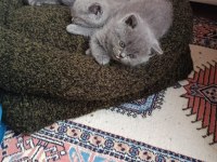 Scottish fold ve british shorthair blue yavrular