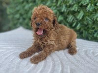 Toy Poodle yavru köpeklerimiz