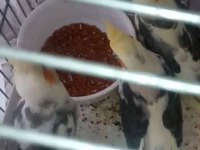 Sultan Papağanı Yavruları