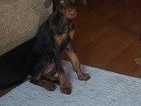Nadir Bulunan Kızıl Kahve Yavru Doberman Kızımız