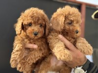 Petmode köpek çiftliğinden toy poodle