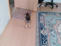 3 aylık Akıllı orijinal french Bulldog ankara