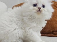 KEDİMİZİ EVİMİZDE GELİP GÖRÜP BEĞENİP ALIN YADA GETİRELİM