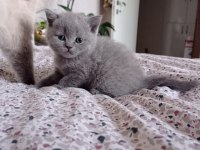 British Shorthair Yavrular