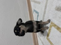 Son Dişi Chihuahua