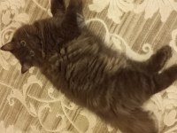 4 aylık Scottish Straight Chocolate Long hair