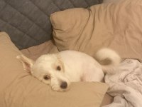 Kızımıza yeni yuva arıyoruz maltese terrier