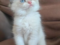 SECERELİ RAGDOLL KEDİSİ YAVRULAR