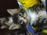Gift of kings cattery maine coon yavrular