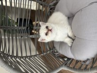 Yuvarlak Kafa British Shorthair Dişi Yavru