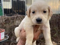 Baby face golden retriever