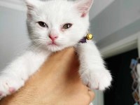 Sahiplendirilecek 02.04.23 doğumlu erkek british shorthair