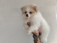 Pomeranian bebek köpeğimiz