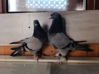 Damızlık Güvercinler