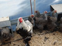 DARK BRAHMA KULUÇKALIK YUMURTA & CİVCİV