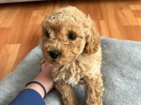 MUHTEŞEM KALİTEDE APRİCOT TOY POODLE YAVRULAR