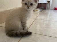3 aylık british shorthair yavrularımız