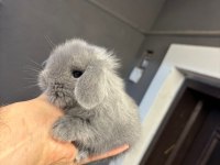 HOLLANDA LOP TAVŞANLARI
