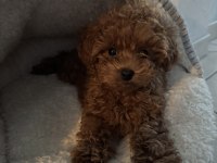 SEVİMLİ POODLE BEBEKLER 