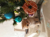 Yakışıklı British Shorthair Oğlumuza Yuva Arıyoruz