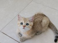 Golden British Shorthair Yavrular