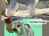 FCI şecereli Miniature SCHNAUZER