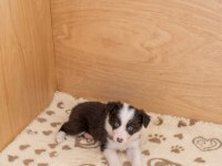 Yeni ailelerine gitmeye hazır yavru köpekler