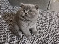 1 DİŞİ VE 1 ERKEK BRİTİSH KARDEŞLER