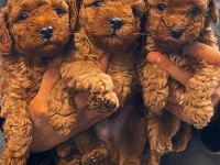 Orijinal ırk toy poodle red brown kg garantili