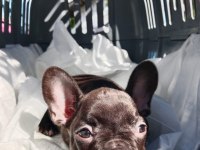 Mart 1 doğumlu french bulldog