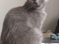 British Shorthair 3 Yaşında