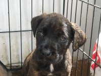 Sahiplendirilecek cane corso ısparta içi