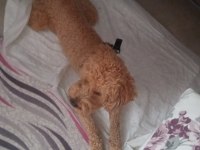 Tooy poodle erkek goffy
