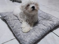 Maltese Terrier Yavrularımız Canlı Görerek Alabilirsiniz