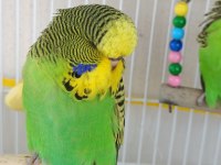 Bebek Şov Jumbo Muhabbet Kuşlar